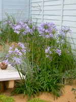 Sandringham Flower Show 7